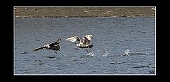 фото "Chase"