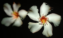 photo "Thank you all, my Friends...."