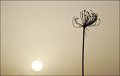 photo "Loneliness."