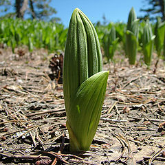 photo "The young sprout"