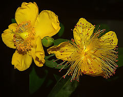 photo "Yellow Splendor....."