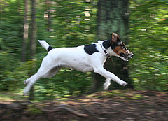фото "Flying dog"