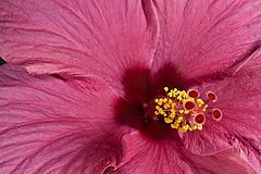 photo "hibiscus"