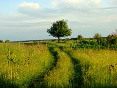 фото "Лето"