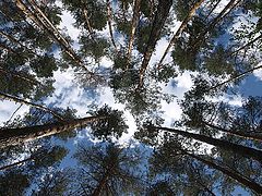 photo "Closer to sky..."