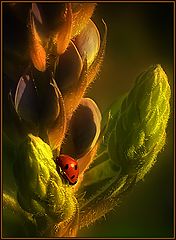 photo "Rest in the evening"