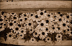 photo "***"