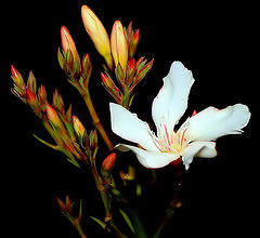 photo "Future Beauties...."