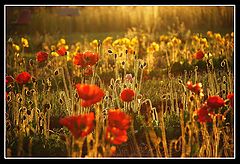 photo "blazing fields"