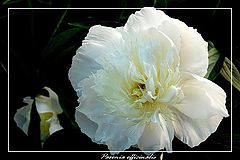 photo "Paeonia officinalis"