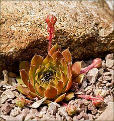 photo "Plant"