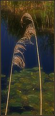 photo "About the warmth ... of evening light"