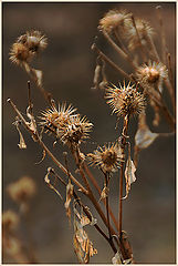 photo "Everybody has the sorrow..."