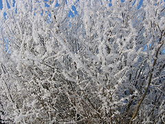 photo "***"