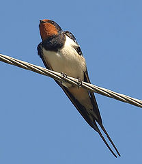 photo "Swallow"