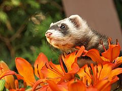 photo "In the flowers.."
