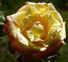 photo "Light...Shadows and...Color..."