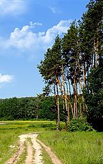 фото "Просто луг, лес, дорога"
