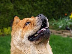 фото "The beutiful dog life..."