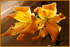 photo "***"