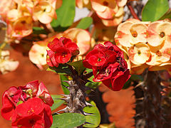 photo "Once Again about Beauty"