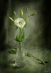 photo "Carelessness"