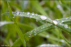 photo "After rain"
