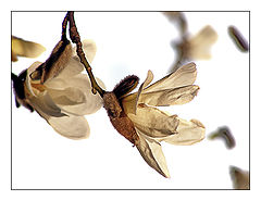 фото "flowers"