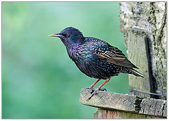 фото "Скворец - Sturnus vulgaris"