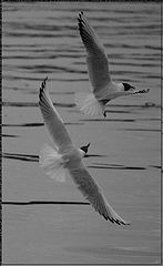 photo "***"