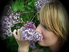 photo "Lilac"