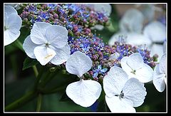 photo "***"