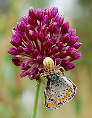 photo "Beautiful death"