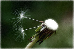 photo "* * *"