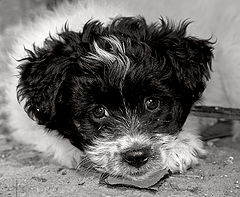 photo "***"