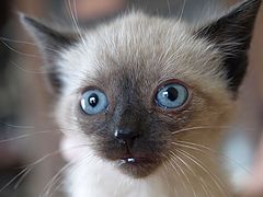 фото "Big, blue eyes of fear.."