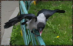 photo "***"