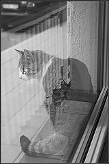 photo "Ghost and the shadows"