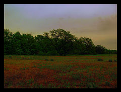 photo "***"