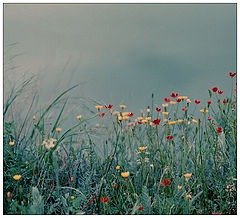 photo ".dream.see."