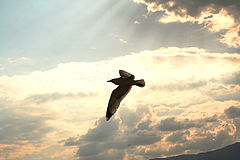 photo "***"