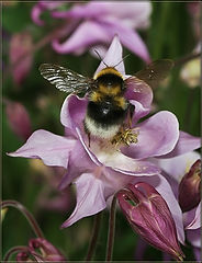 photo "Wide wings"