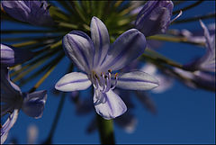 photo "FLOWER  FIREWORK."