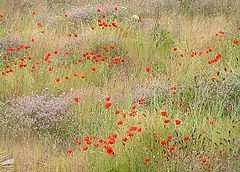 photo "Andalusian Bouquet"