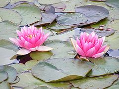фото "Water flower."