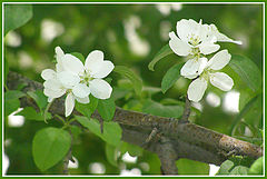 photo "***"