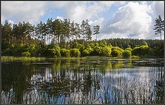 photo "Forestry lakelet"