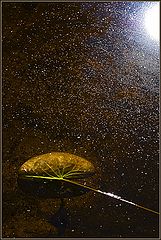 photo "Splinters of sun"
