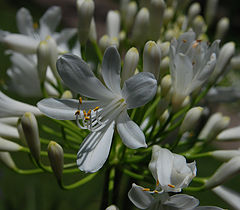 photo "WHITE DANCE."