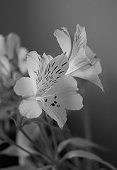 photo "***"